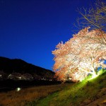 みなみの桜と菜の花祭り